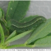 colias erate larva4 volg21